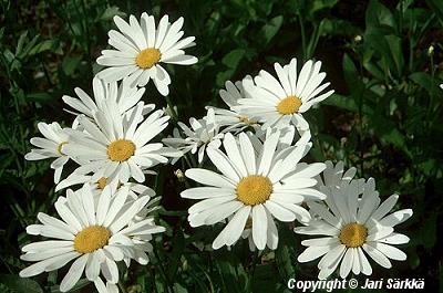  Leucanthemum x superbum Alaska